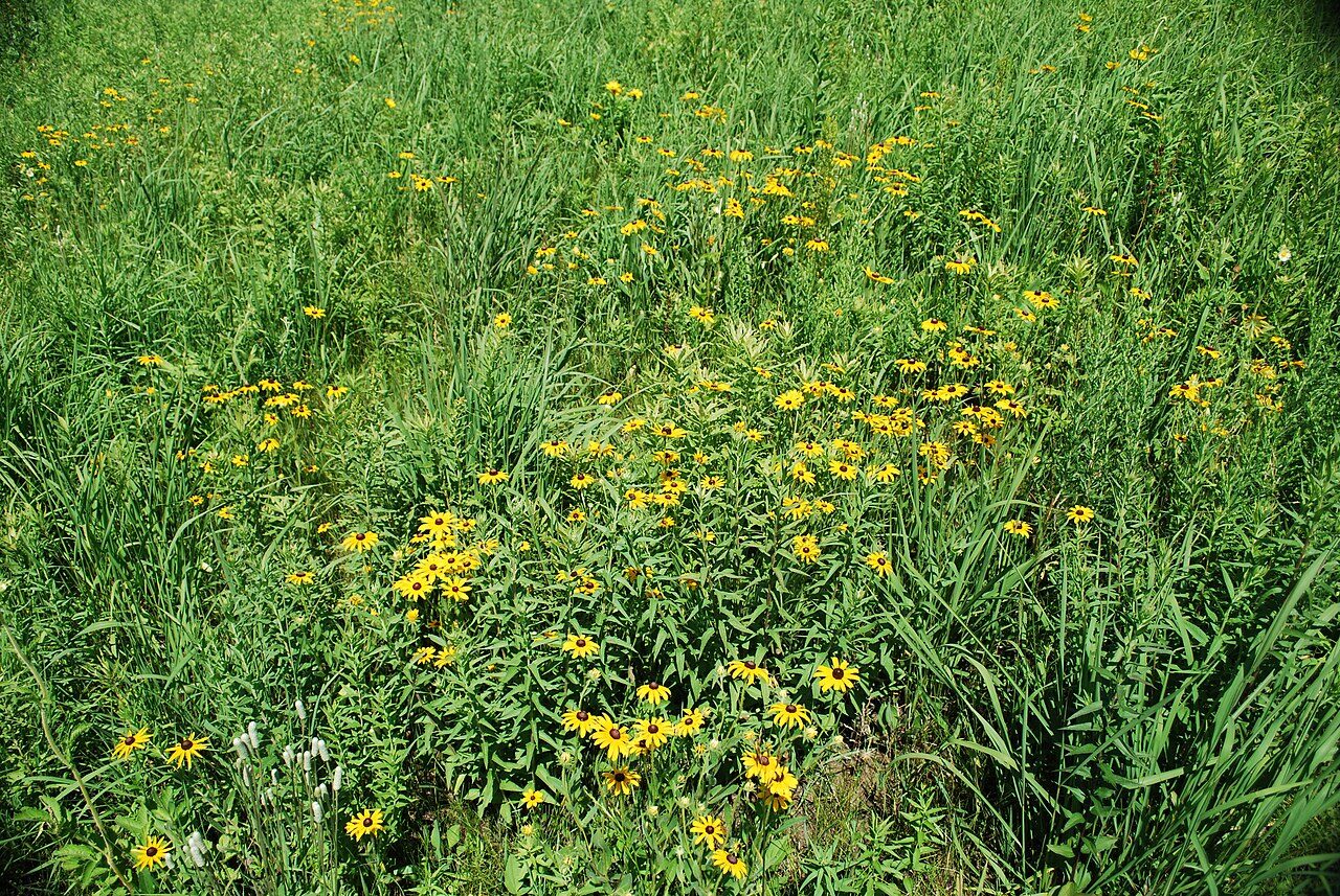 Stand of Black-Eyed Susans (Rudbeckia hirta) in full golden bloom in a summer meadow