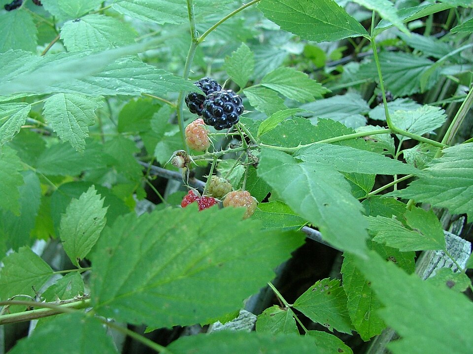 Black Raspberry (Rubus occidentalis)