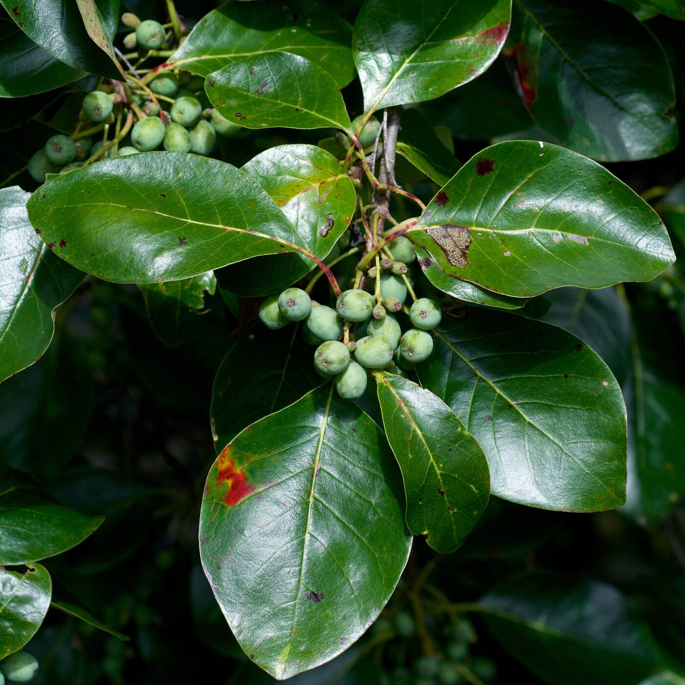 Black Tupelo (Nyssa sylvatica)