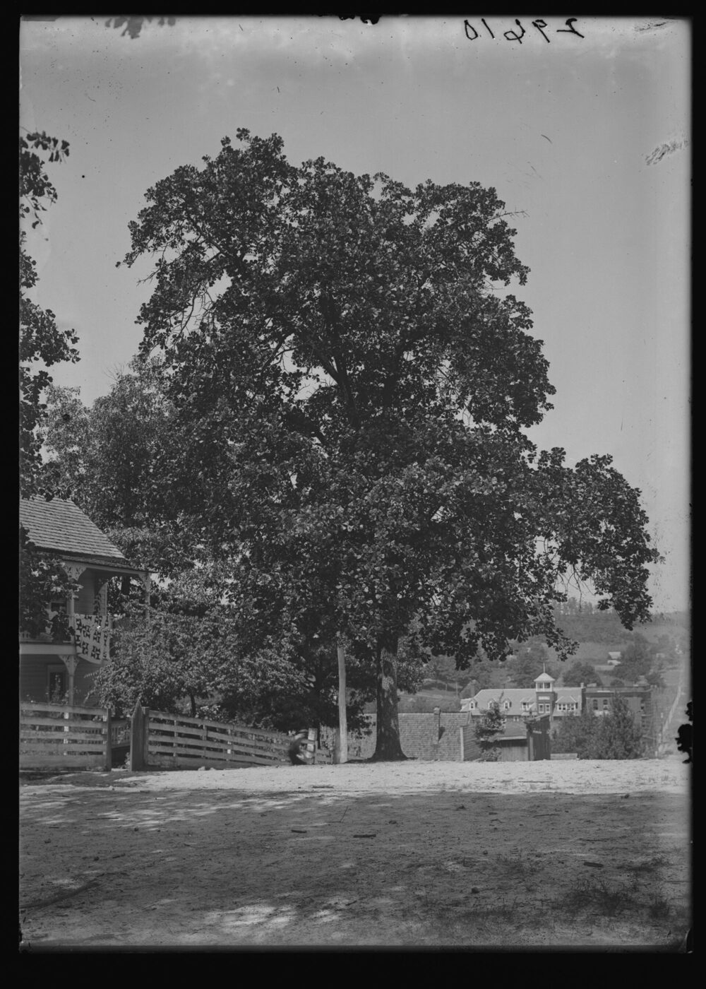 Mature blackjack oak (Quercus marilandica) showing dark blocky bark and broad irregular crown