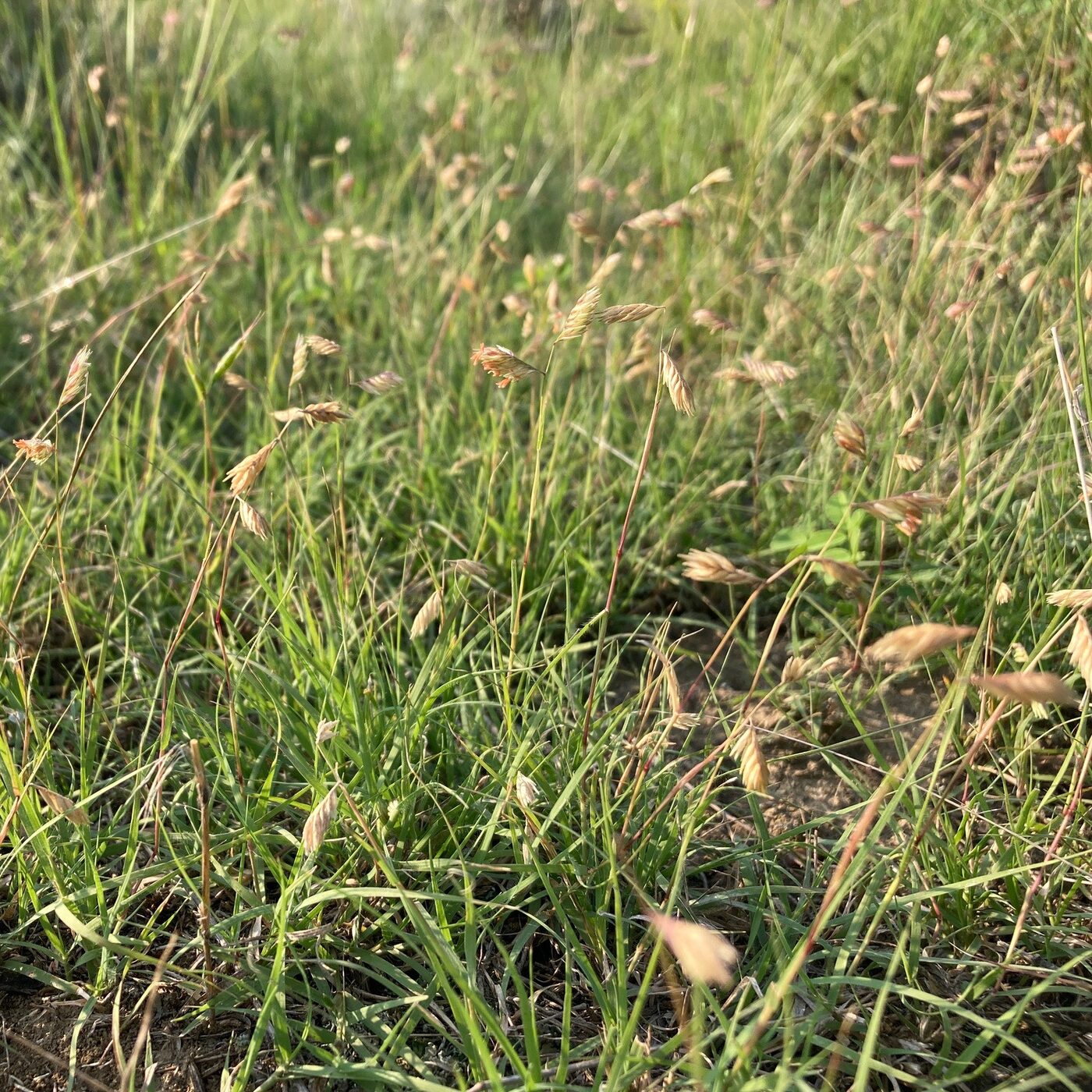 Buffalograss (Bouteloua dactyloides)