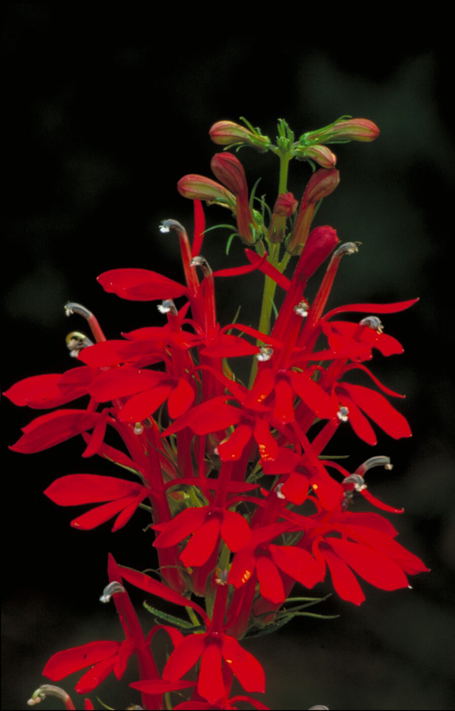 Cardinal Flower (Lobelia cardinalis)