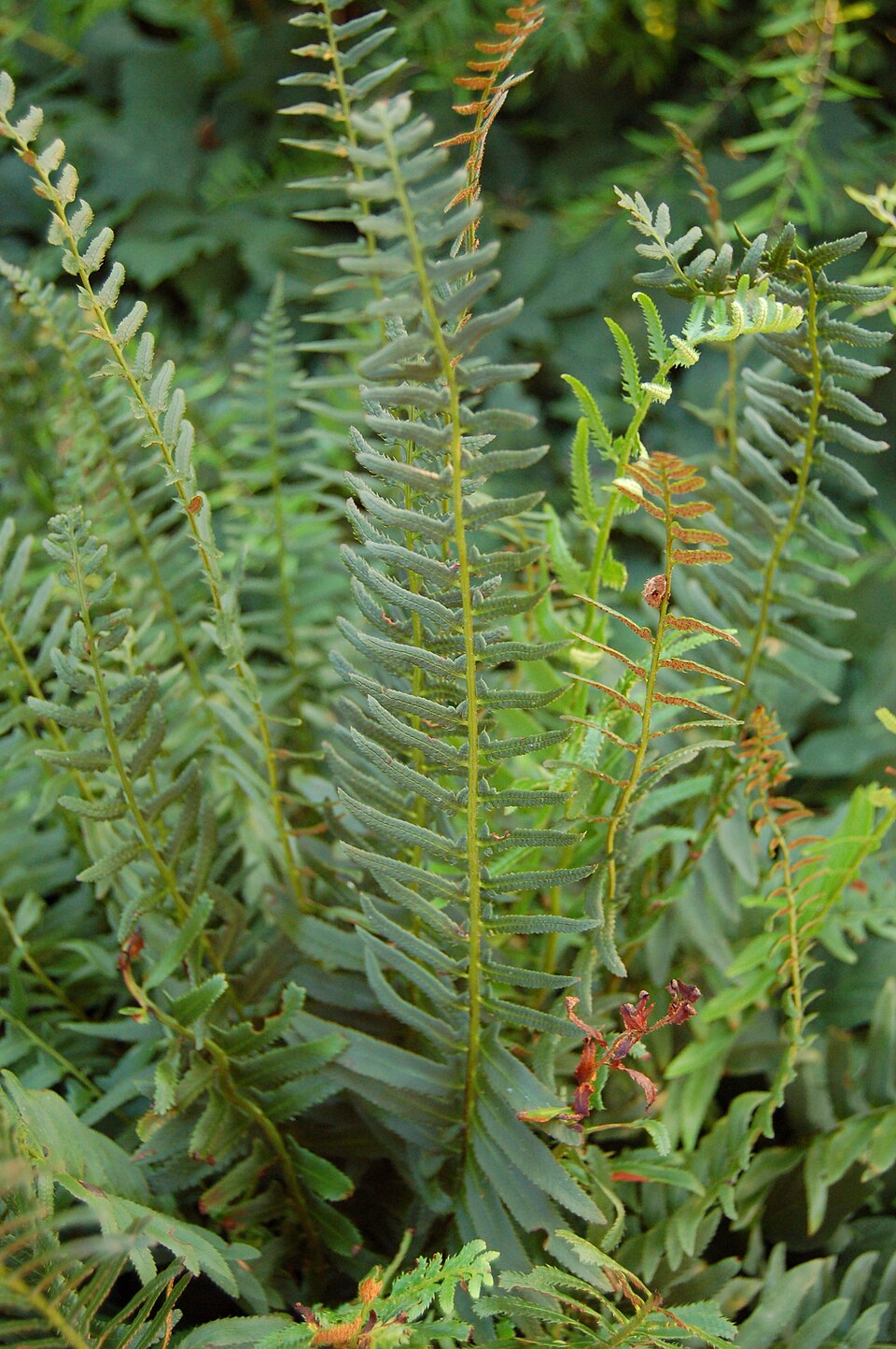 Christmas Fern (Polystichum acrostichoides)