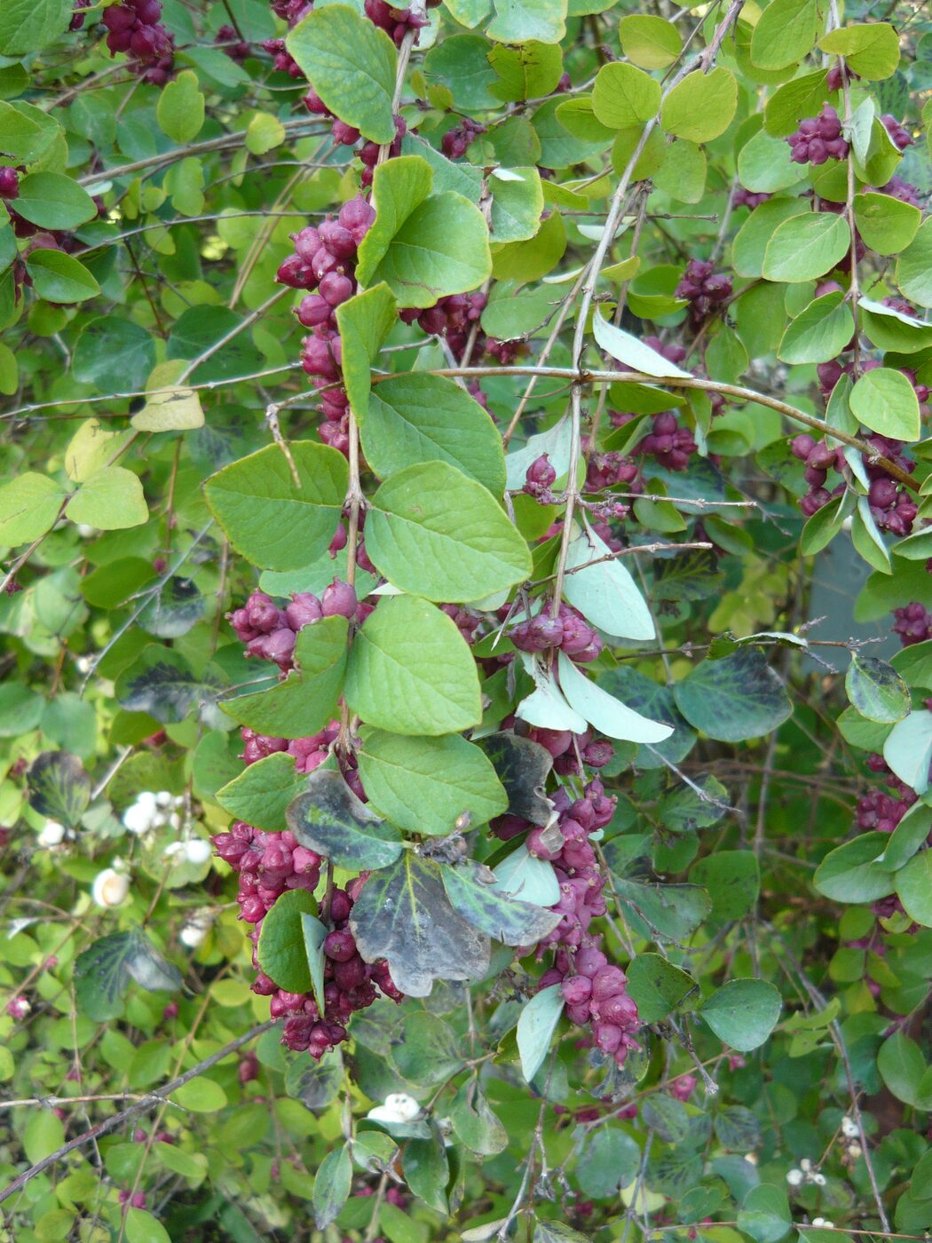 Coralberry (Symphoricarpos orbiculatus)