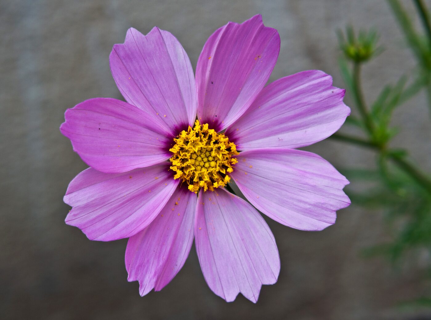 Cosmos (Cosmos bipinnatus)