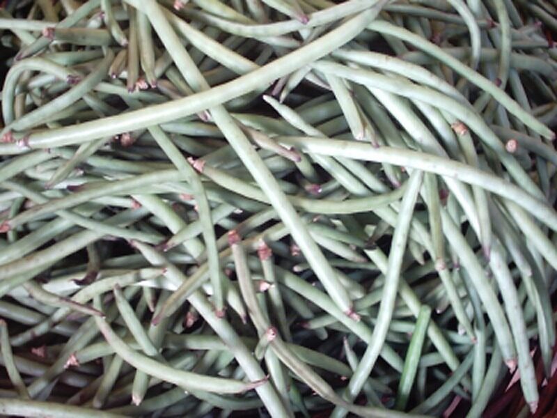 Cowpea / Black-Eyed Pea (Vigna unguiculata)