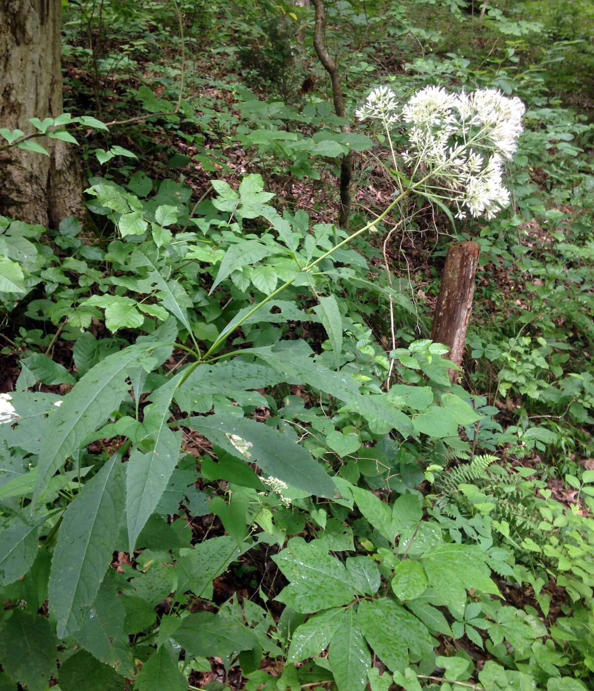 Joe-Pye Weed (Eutrochium purpureum)
