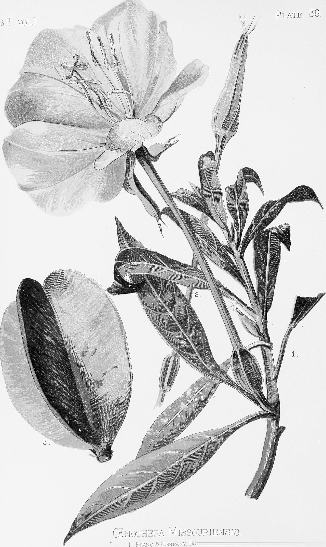 Missouri Evening Primrose (Oenothera macrocarpa)
