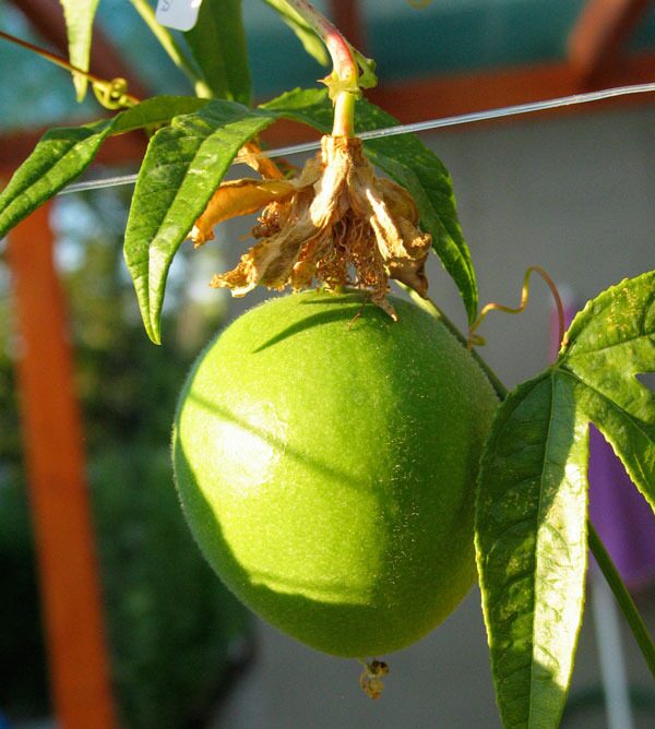 Maypop / Passionflower (Passiflora incarnata)