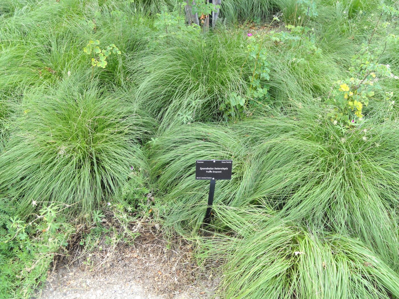 Prairie Dropseed (Sporobolus heterolepis)