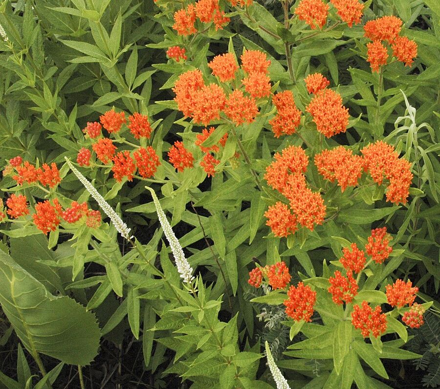 Asclepias tuberosa — flowering habit