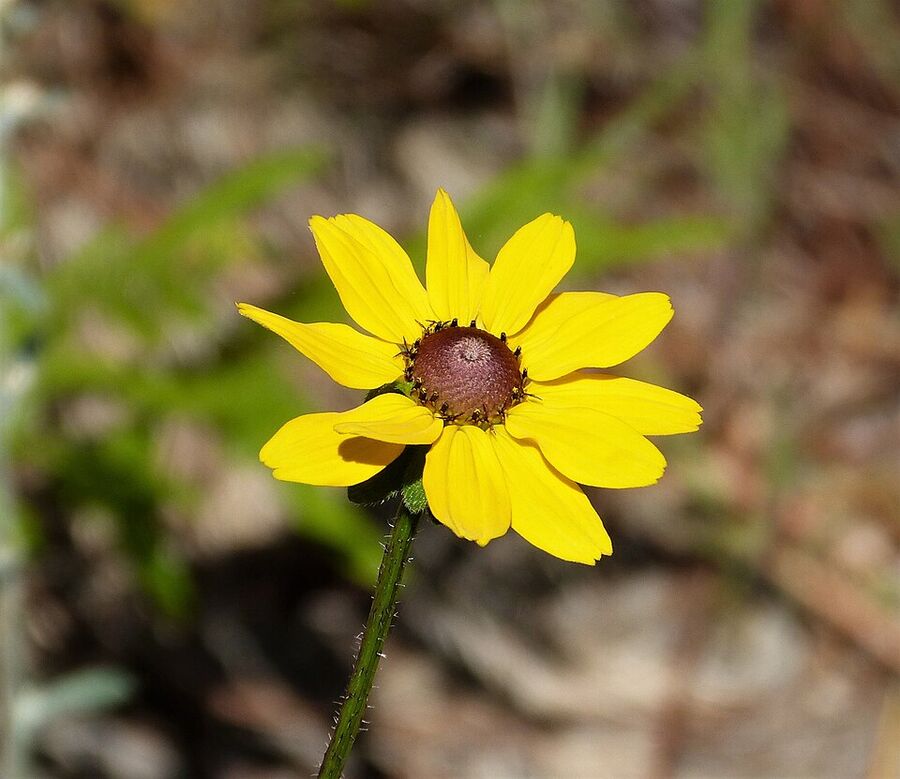 Rudbeckia hirta — flowering habit