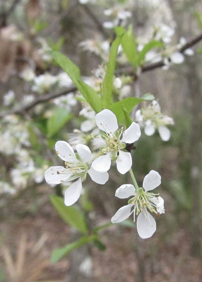 Prunus angustifolia — flowering habit