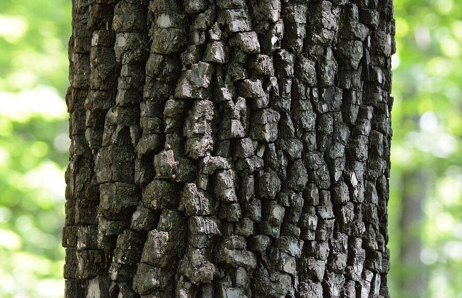 Distinctive blocky alligator-skin bark of American persimmon