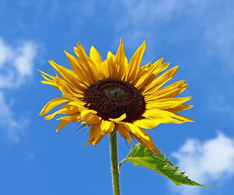 Helianthus annuus inflorescence — composite head with golden ray and brown disk florets