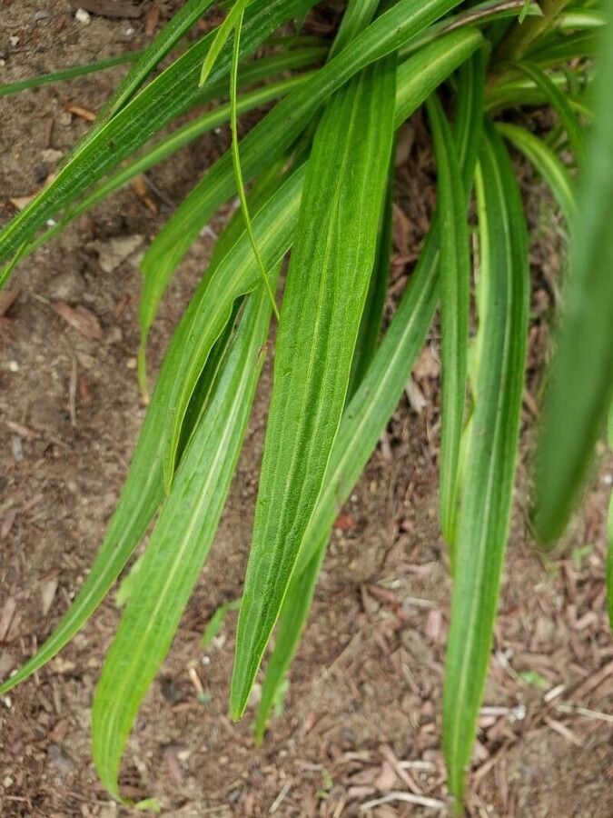 Linear grass-like leaves of Liatris pycnostachya along the stem