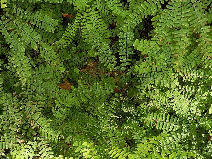 Close-up of an Adiantum pedatum frond showing forking black petiole and radiating pinnae
