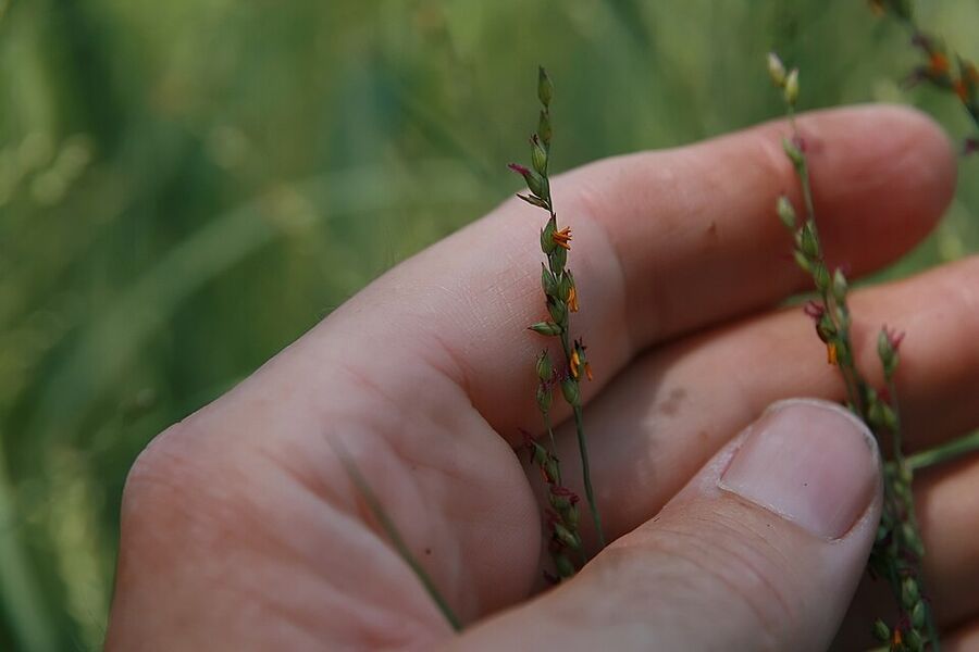 Panicum virgatum 'Heavy Metal' showing strongly glaucous steel-blue upright foliage