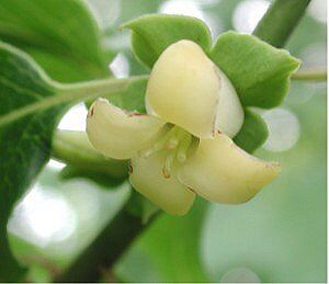 Greenish-yellow urn-shaped flowers of American persimmon in May