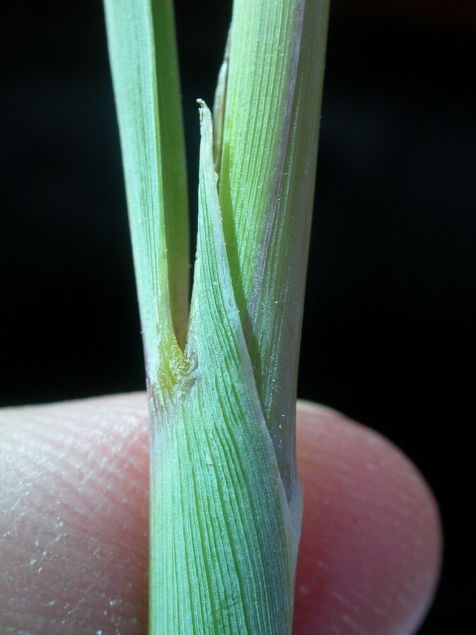 Rifle-sight ligule and pointed auricles at the leaf collar of Indiangrass