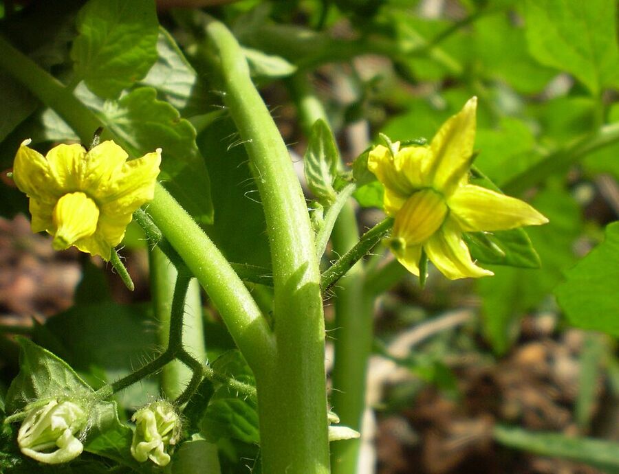 Yellow 5-petaled flower of Solanum lycopersicum with central anther cone