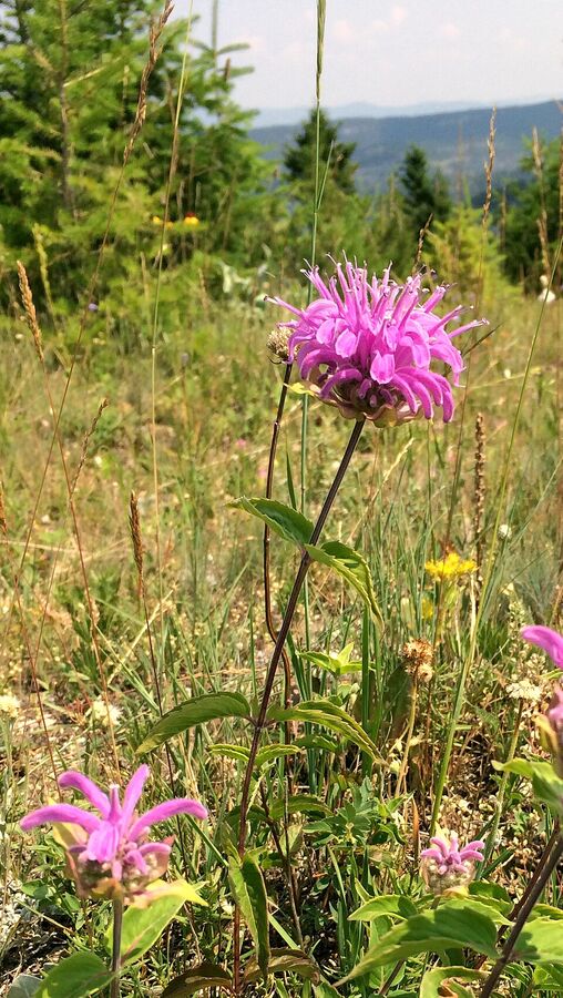 Wild Bergamot, Bee Balm, Oswego Tea — flowering stand