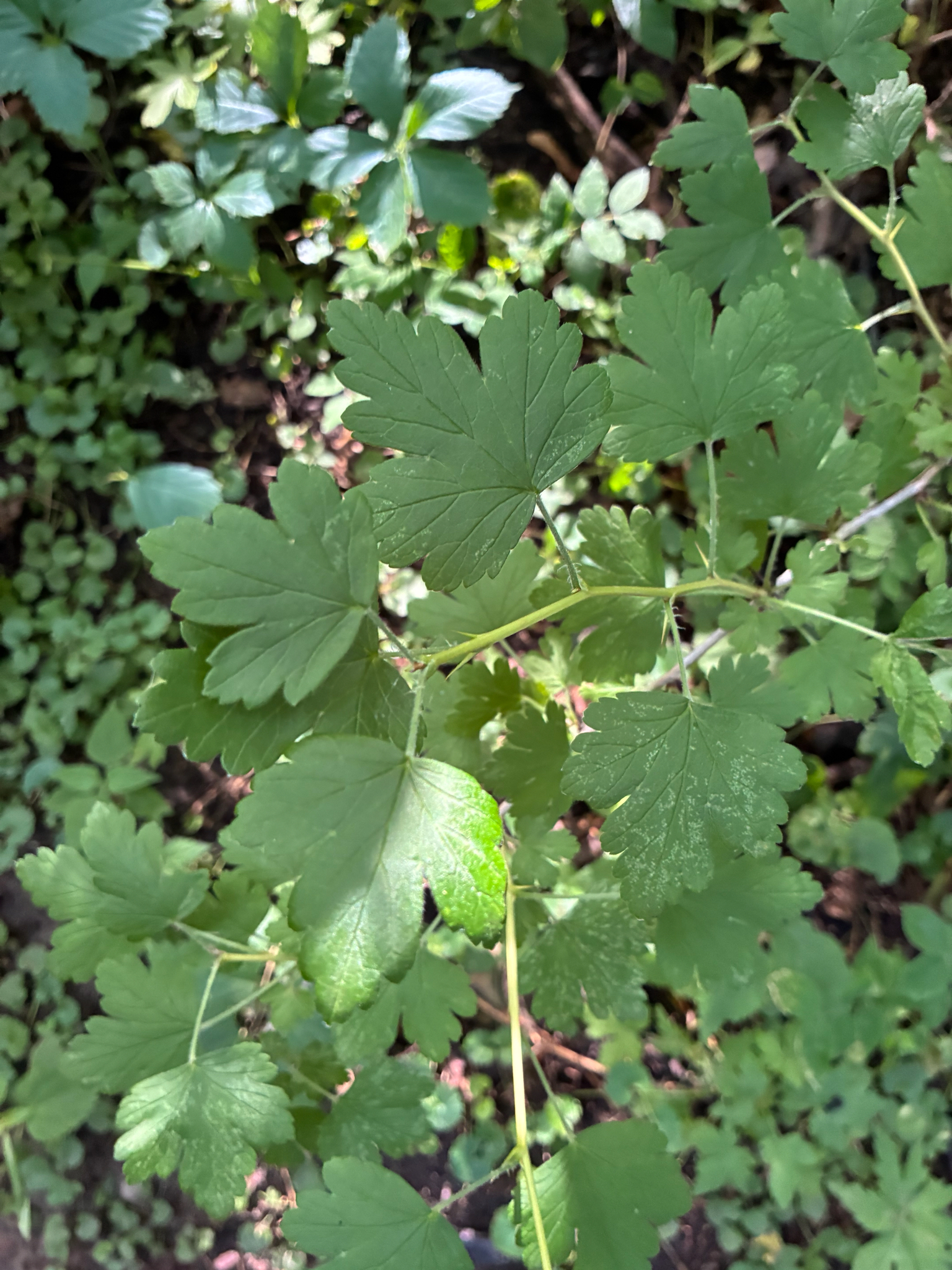 Ribes missouriense &mdash; Missouri Gooseberry