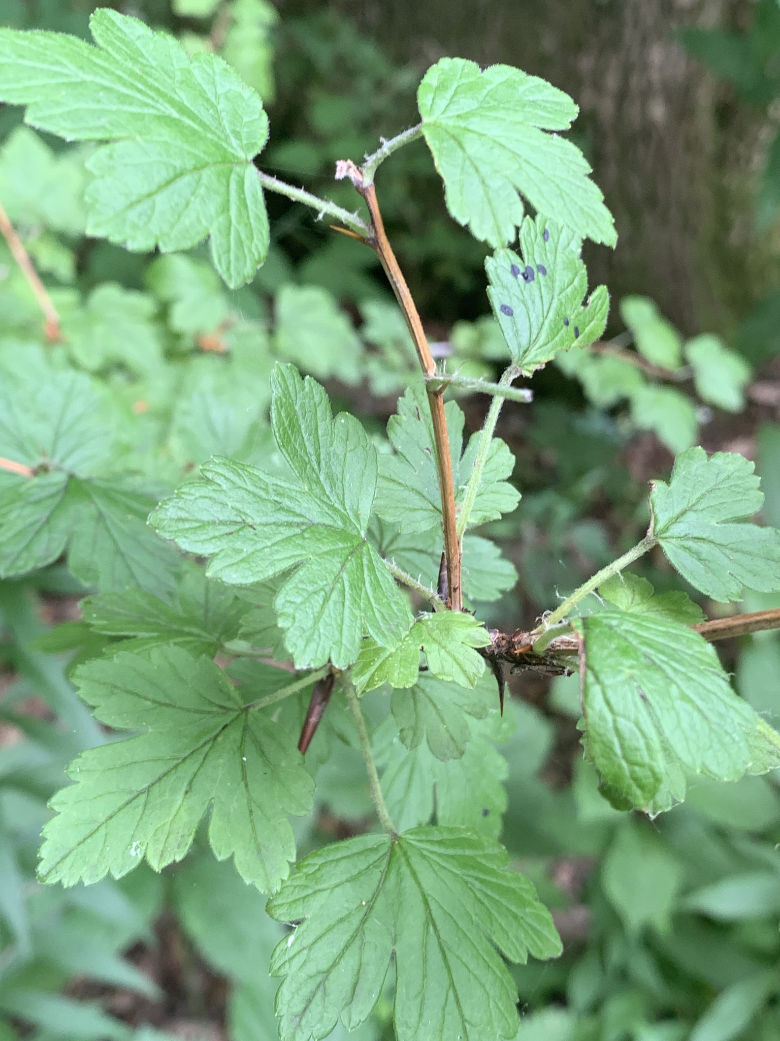 Ribes missouriense &mdash; American Gooseberry