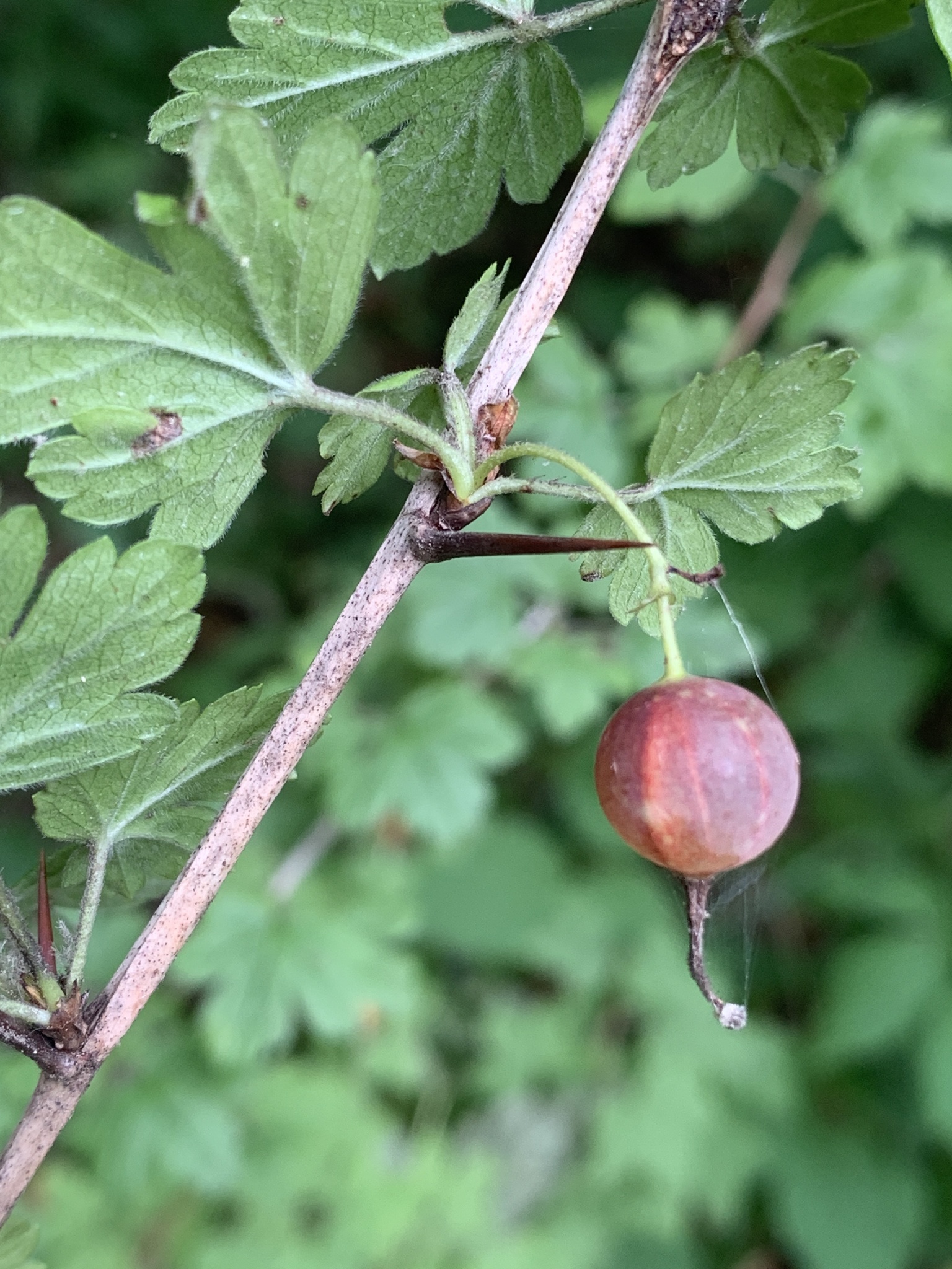 Ribes missouriense &mdash; American Gooseberry
