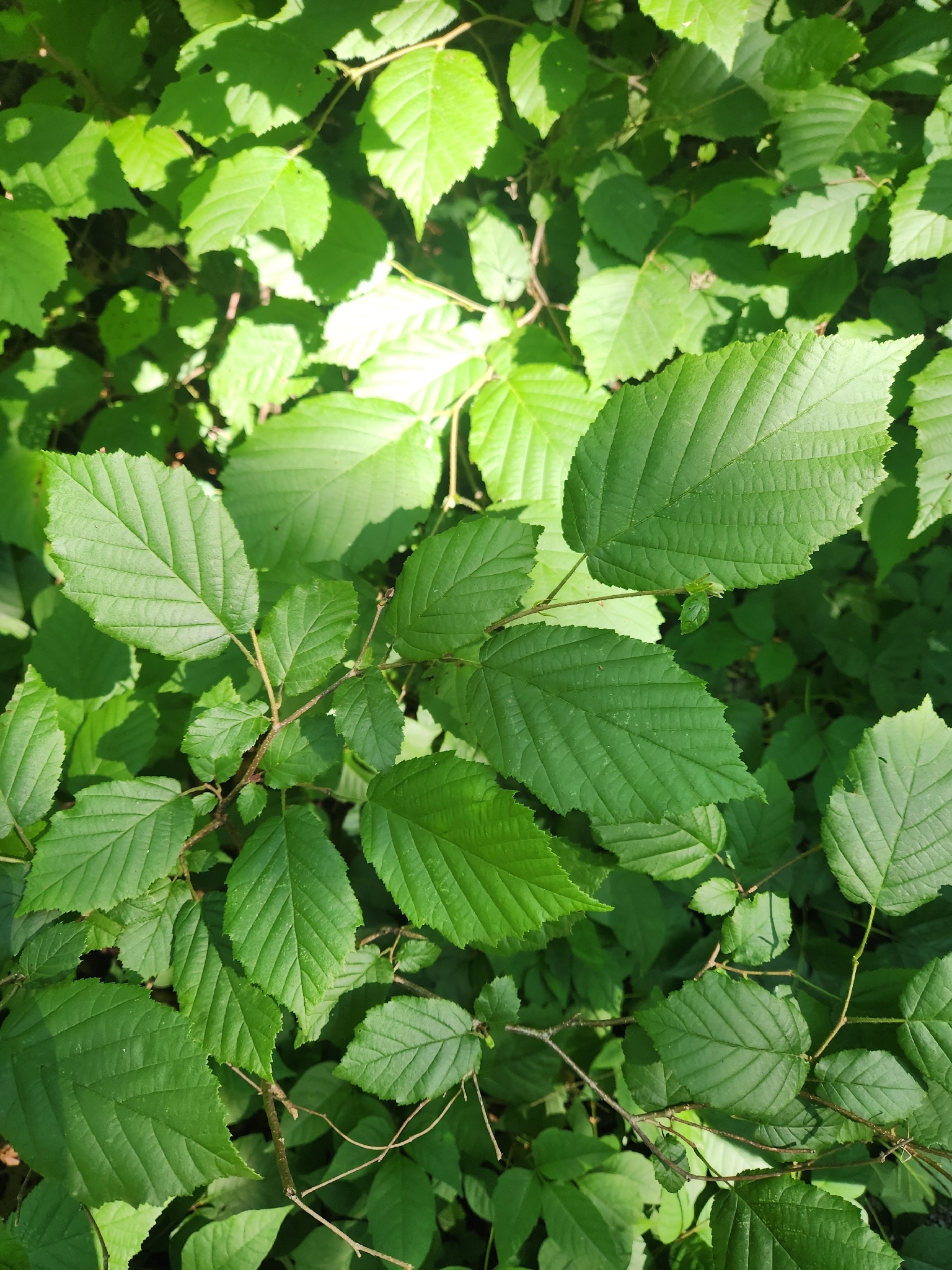 Corylus americana &mdash; American hazelnut