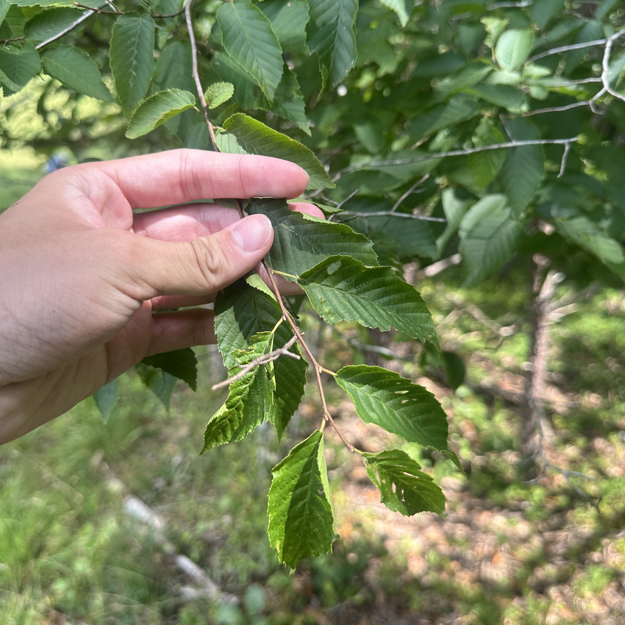 Carpinus caroliniana &mdash; American hornbeam