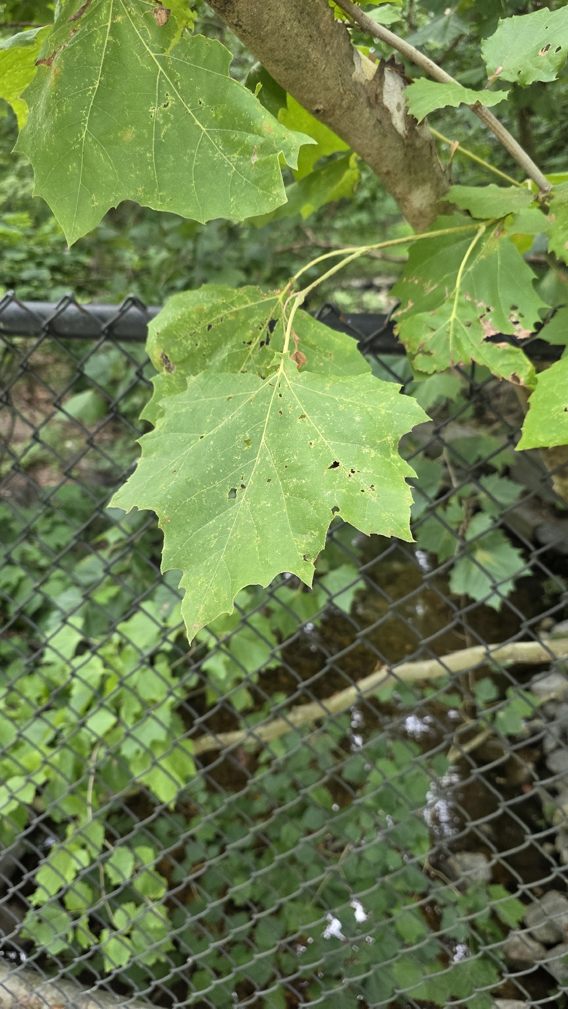 Platanus occidentalis &mdash; American sycamore