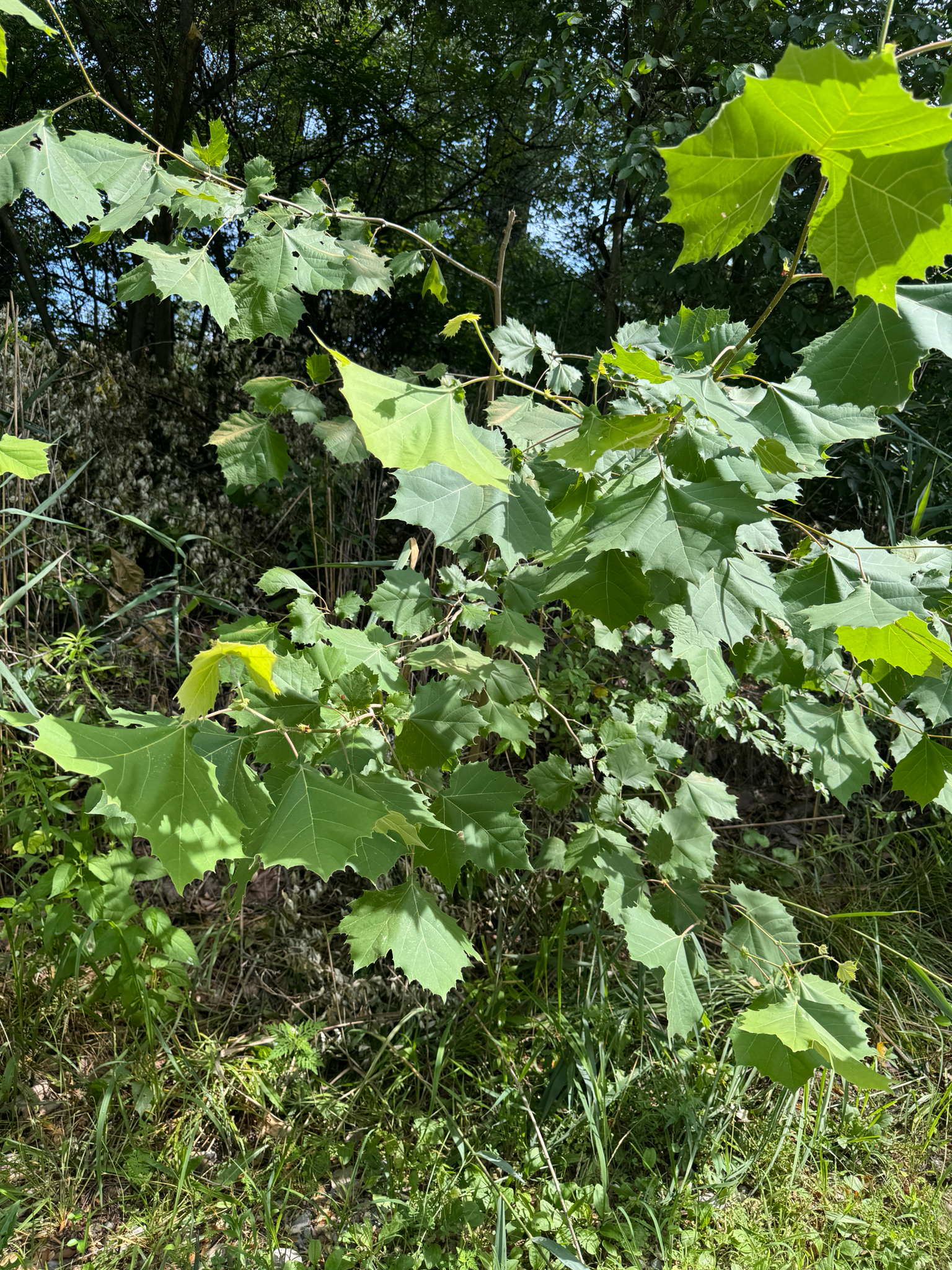 Platanus occidentalis &mdash; American sycamore