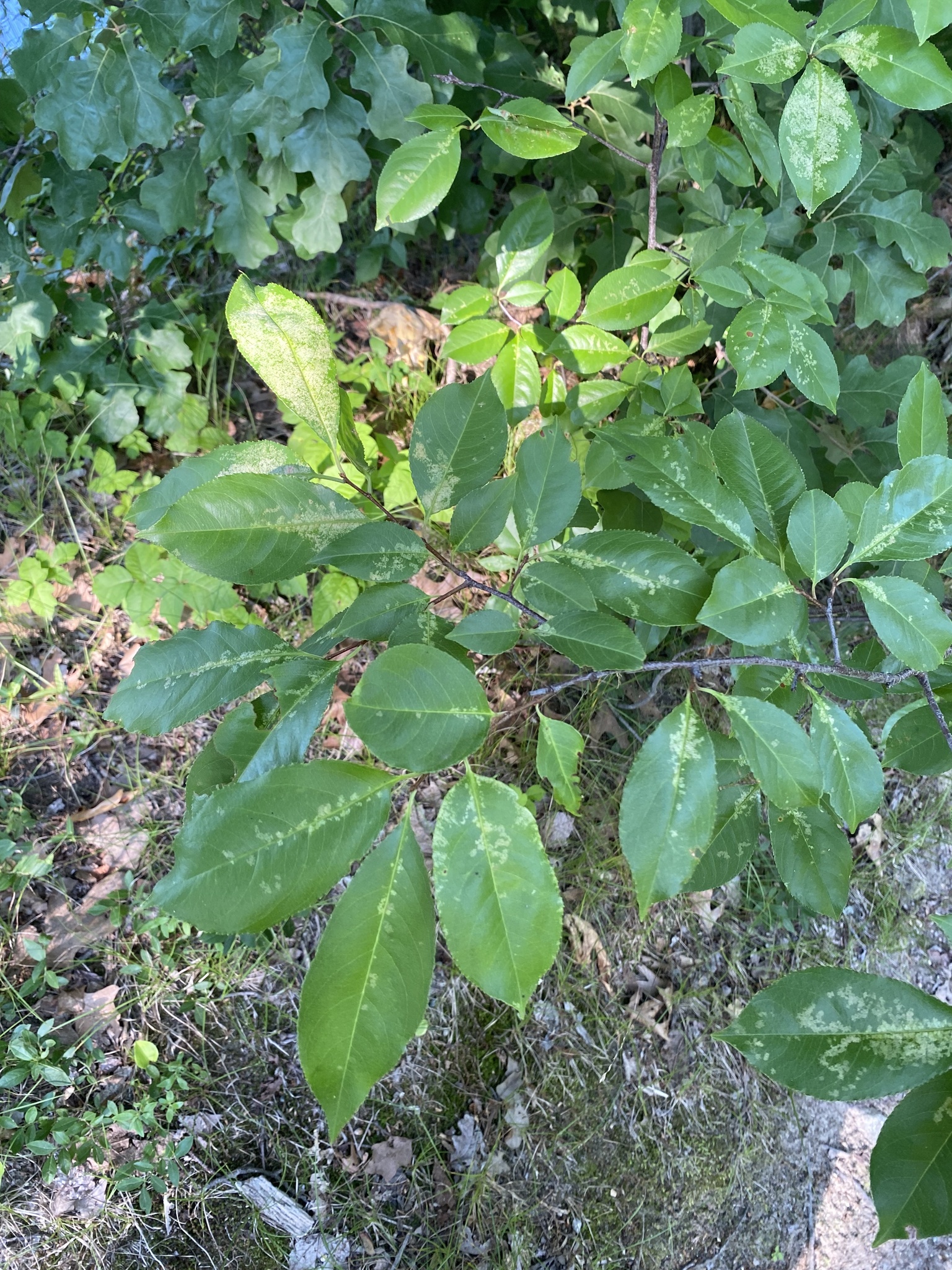 Prunus serotina &mdash; black cherry