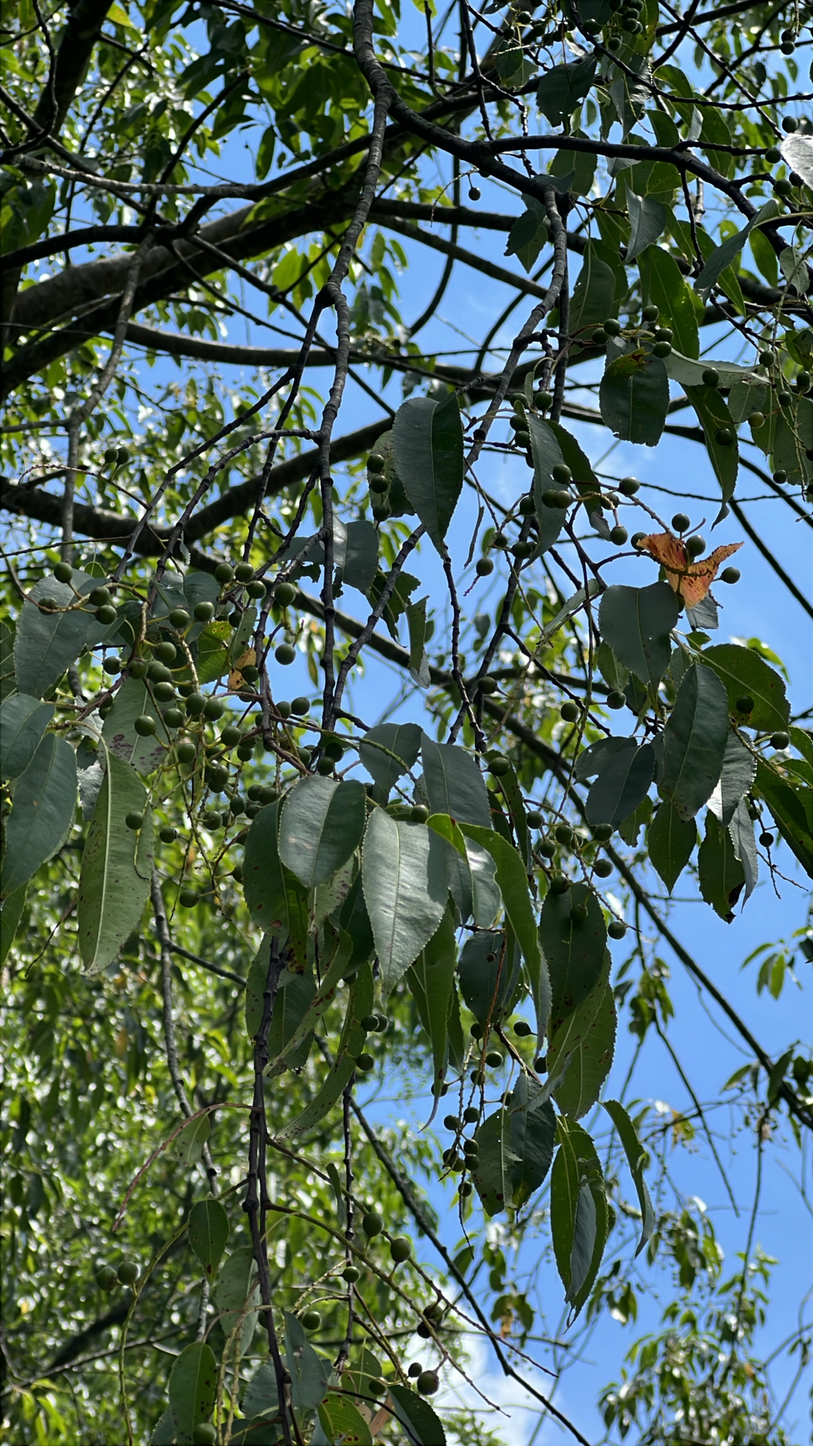 Prunus serotina &mdash; black cherry