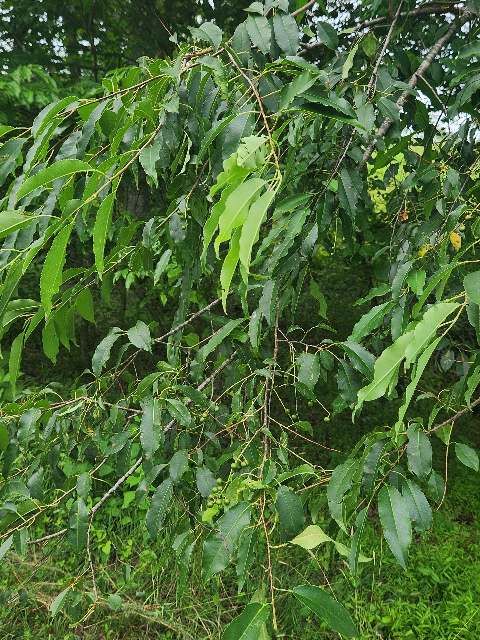 Prunus serotina &mdash; black cherry