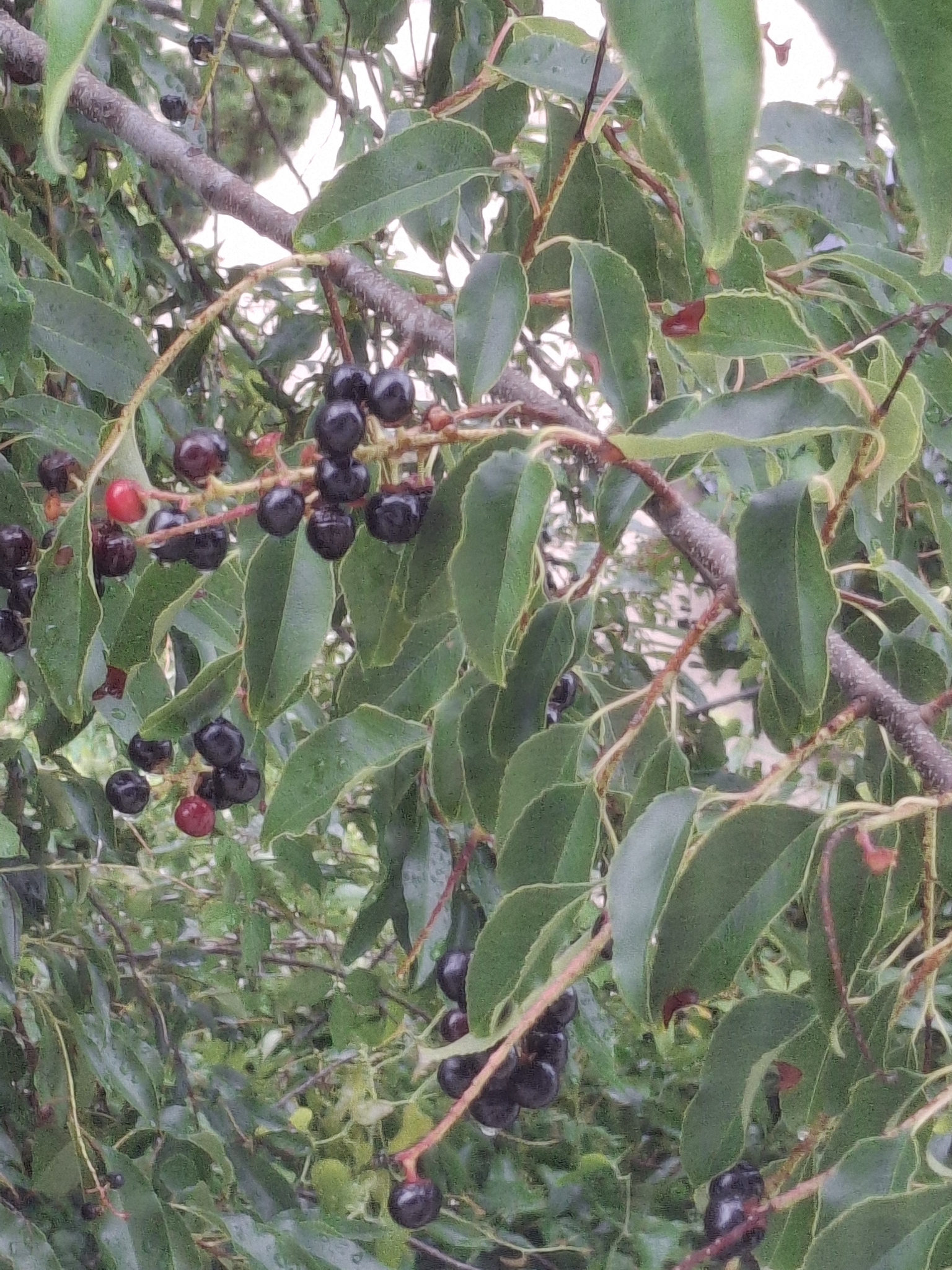 Prunus serotina &mdash; black cherry