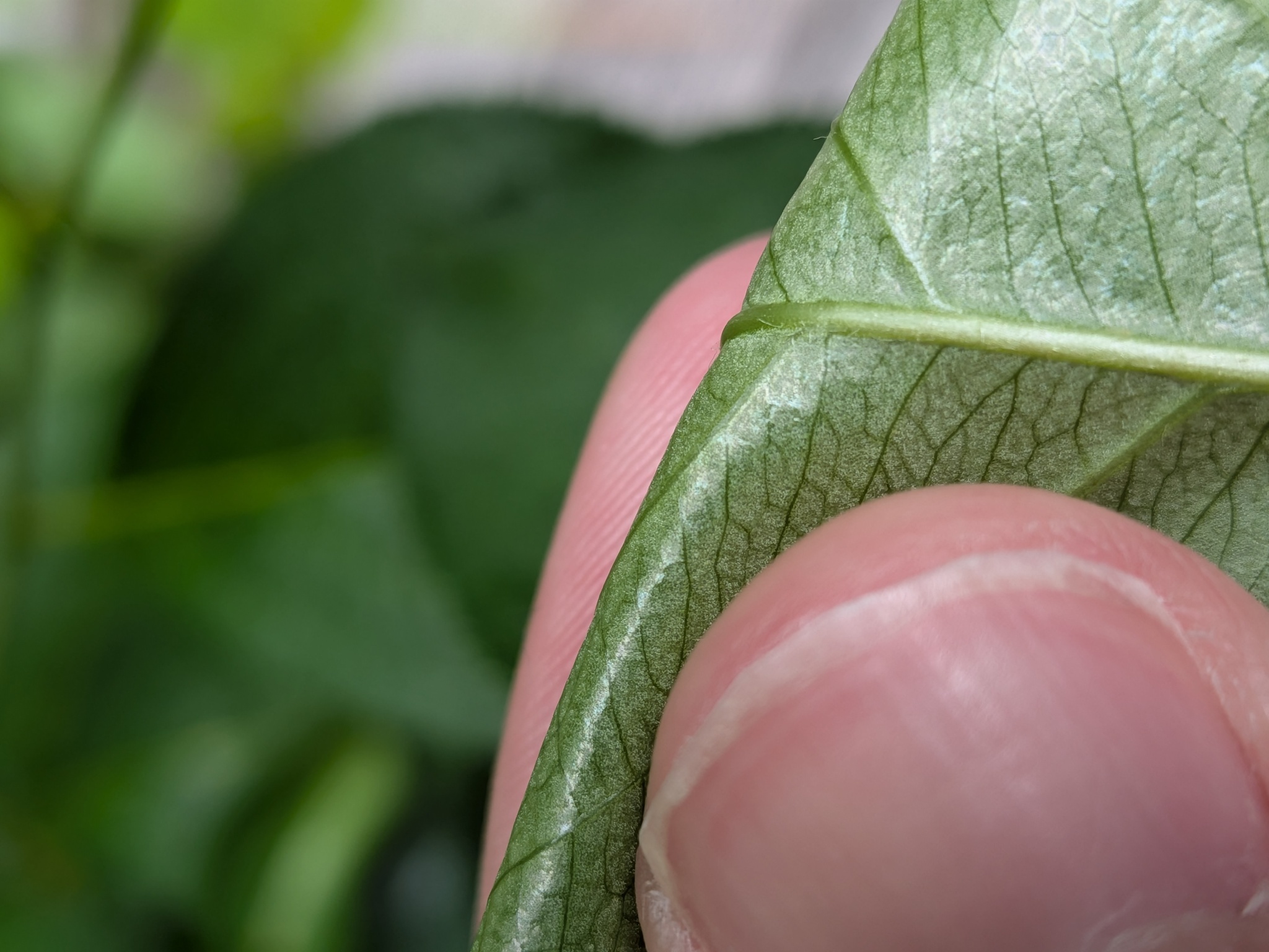 Aronia melanocarpa &mdash; black chokeberry