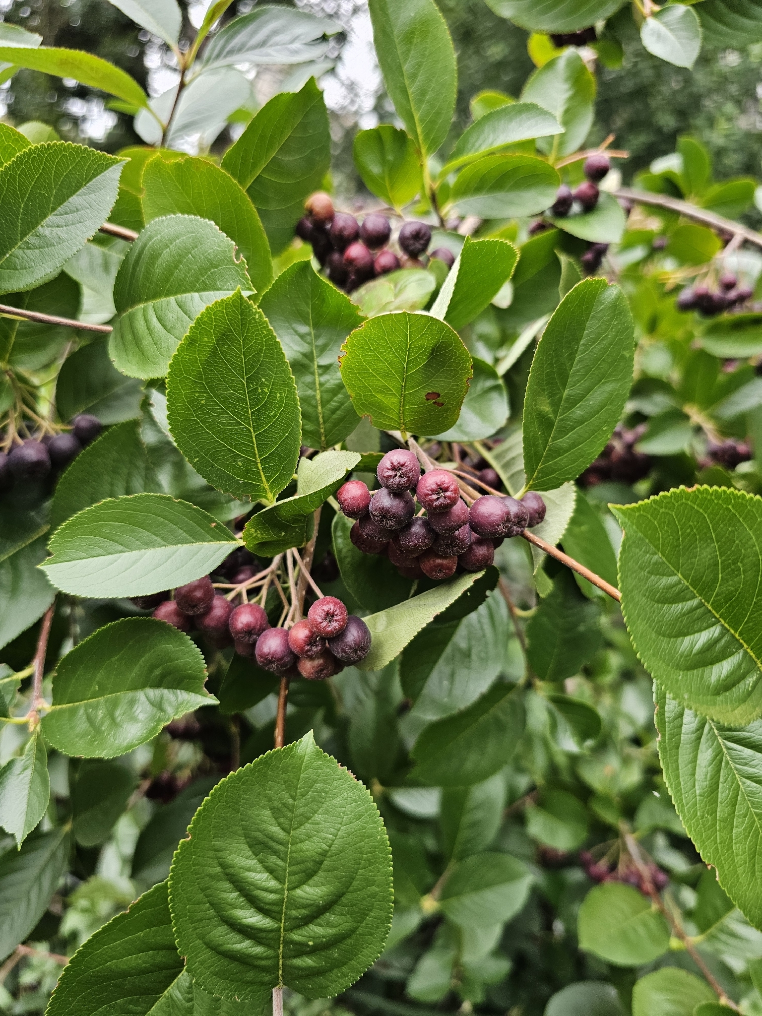 Aronia melanocarpa &mdash; black chokeberry
