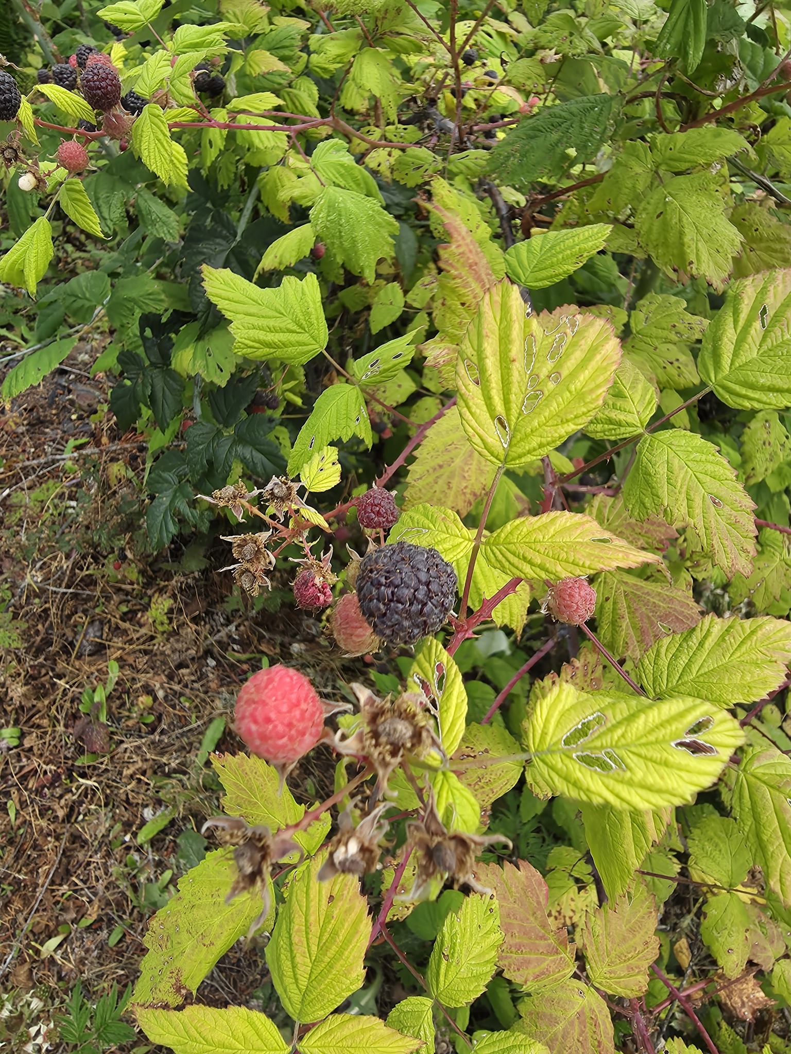 Rubus occidentalis &mdash; whitebark raspberry