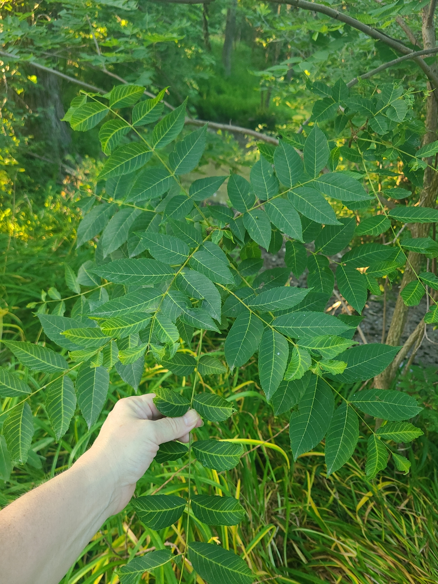Juglans nigra &mdash; eastern black walnut