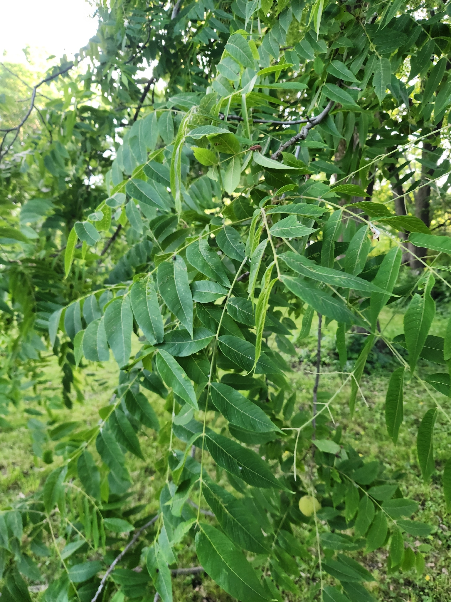 Juglans nigra &mdash; eastern black walnut