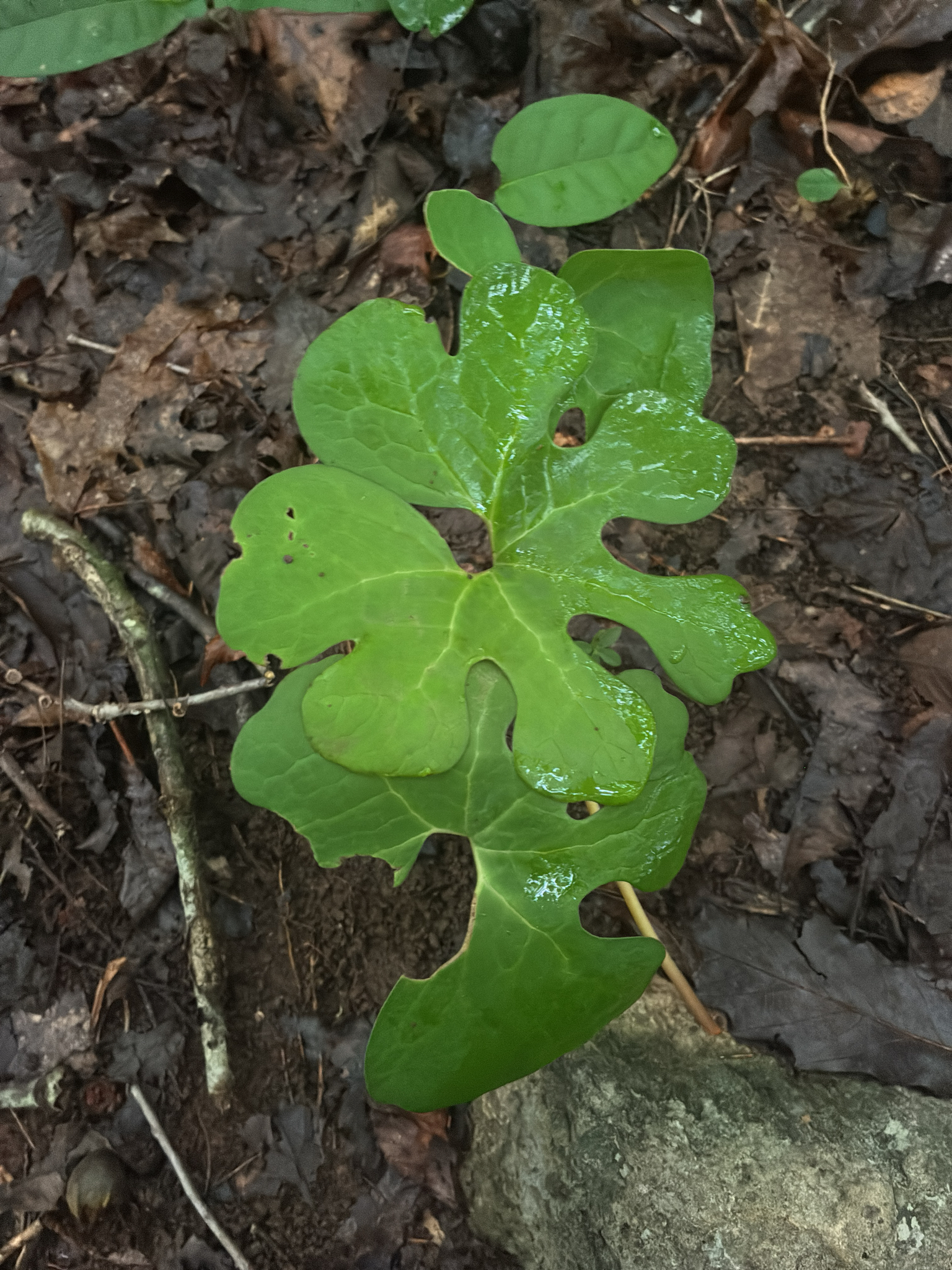 Sanguinaria canadensis &mdash; bloodroot