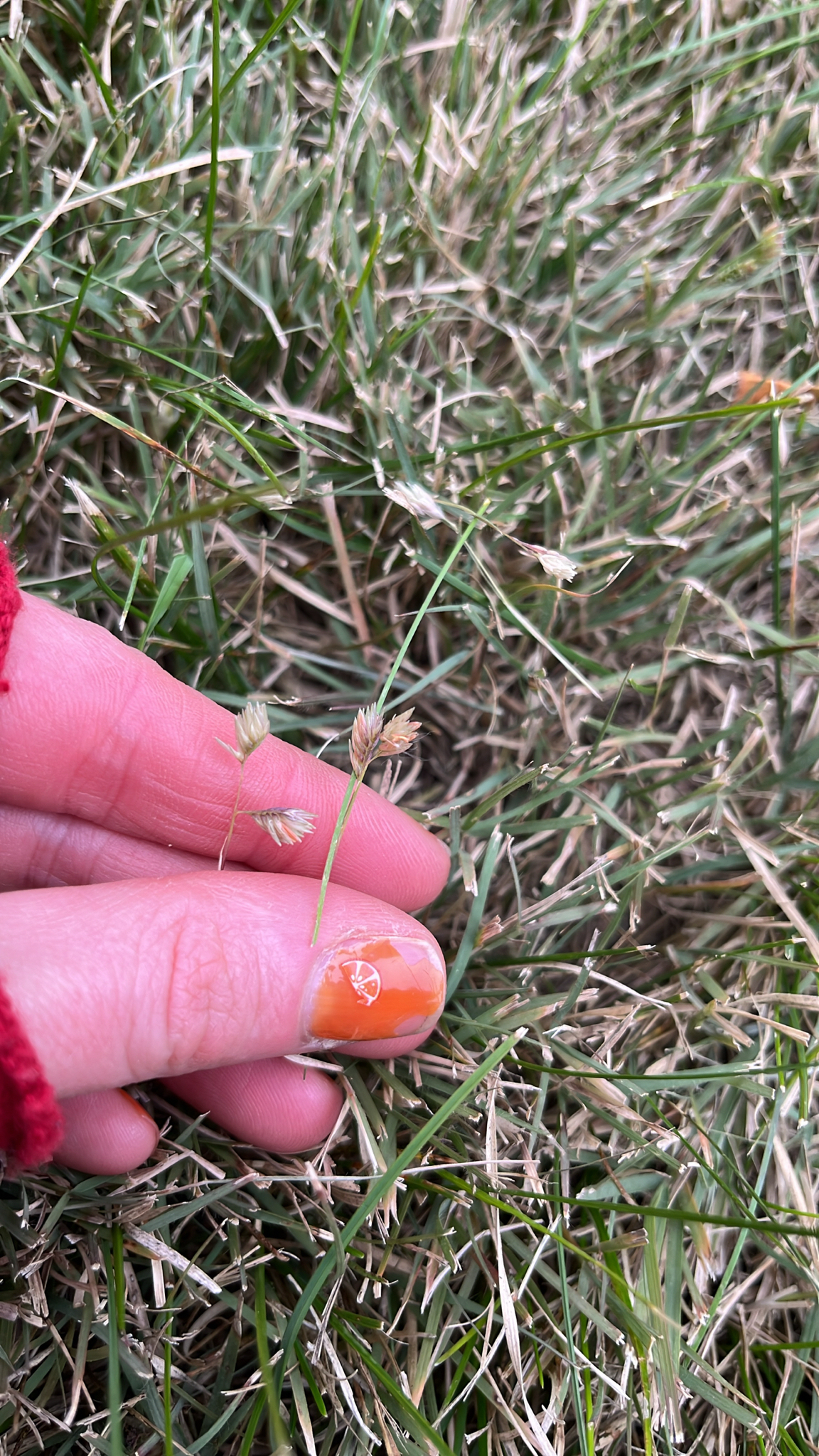 Bouteloua dactyloides &mdash; buffalograss