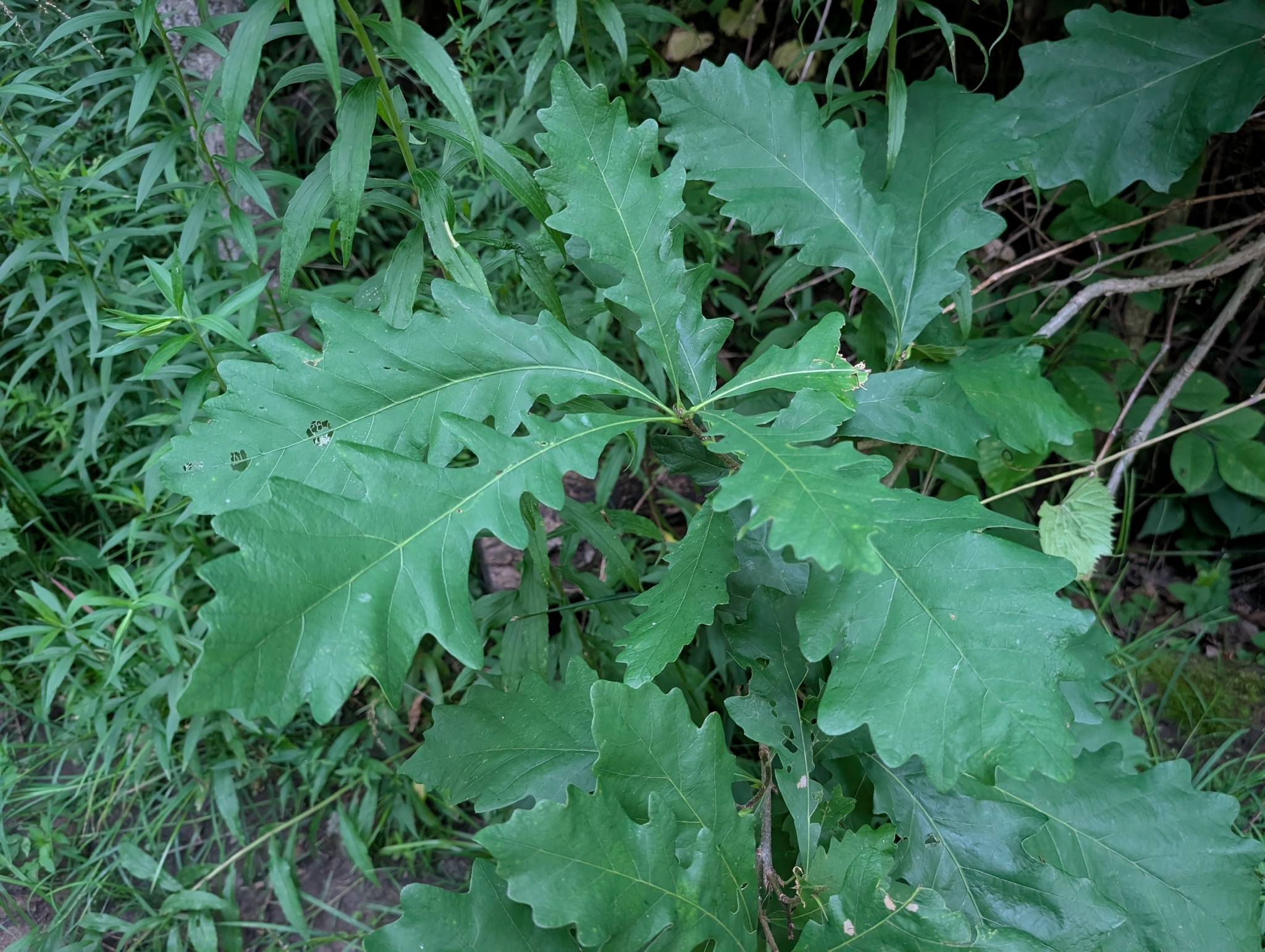 Quercus macrocarpa &mdash; bur oak
