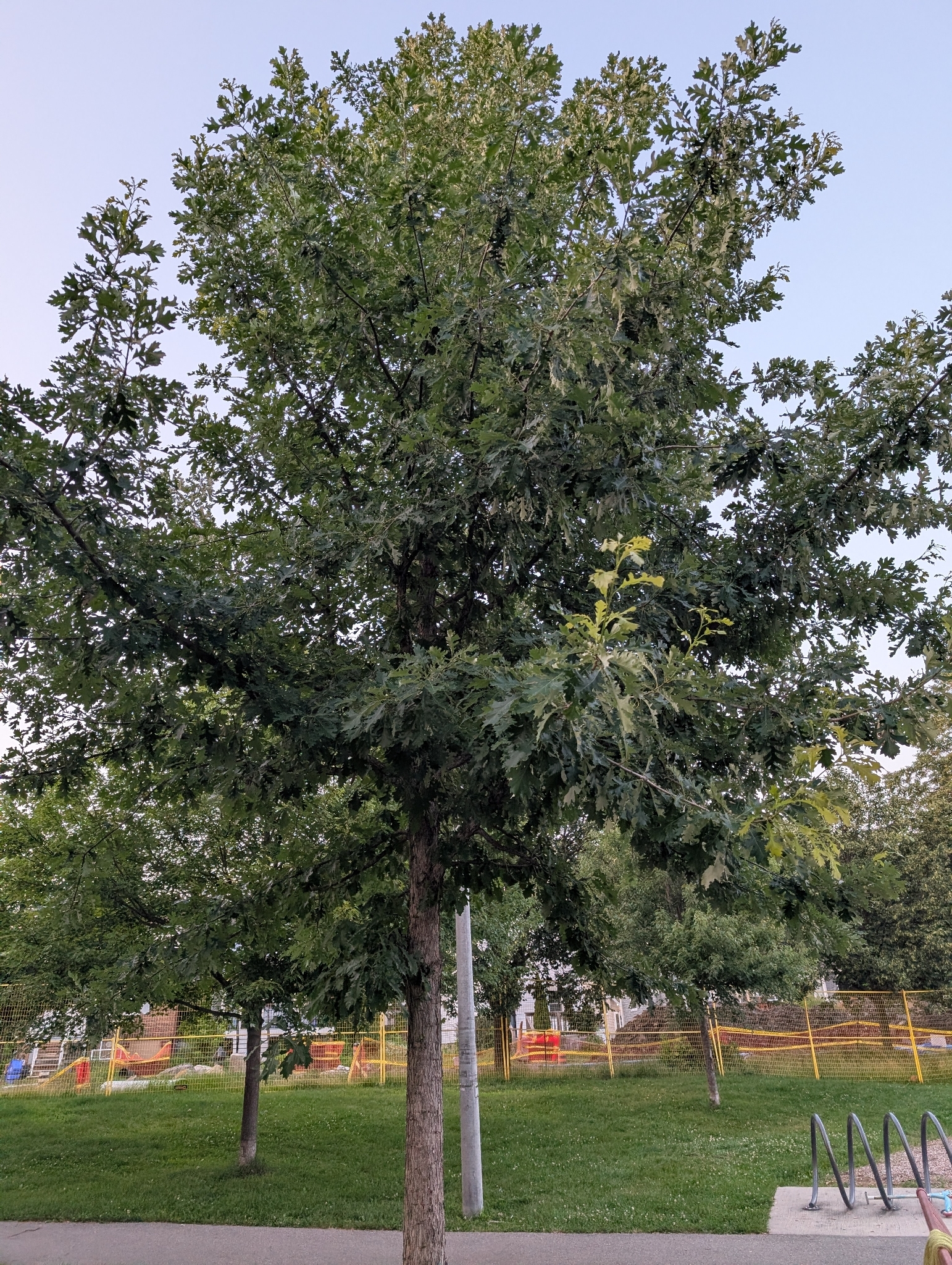 Quercus macrocarpa &mdash; bur oak