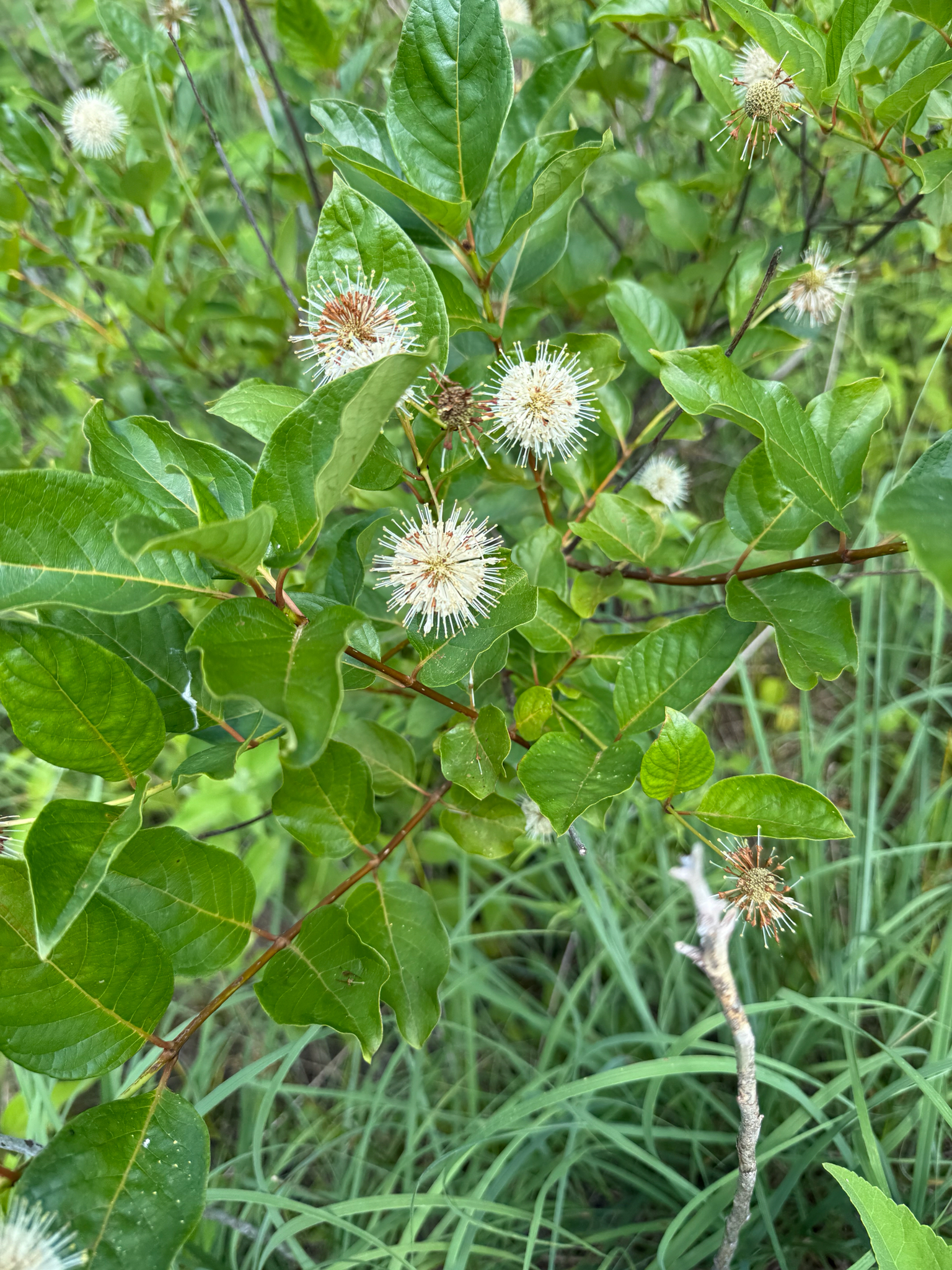 Cephalanthus occidentalis &mdash; buttonbush