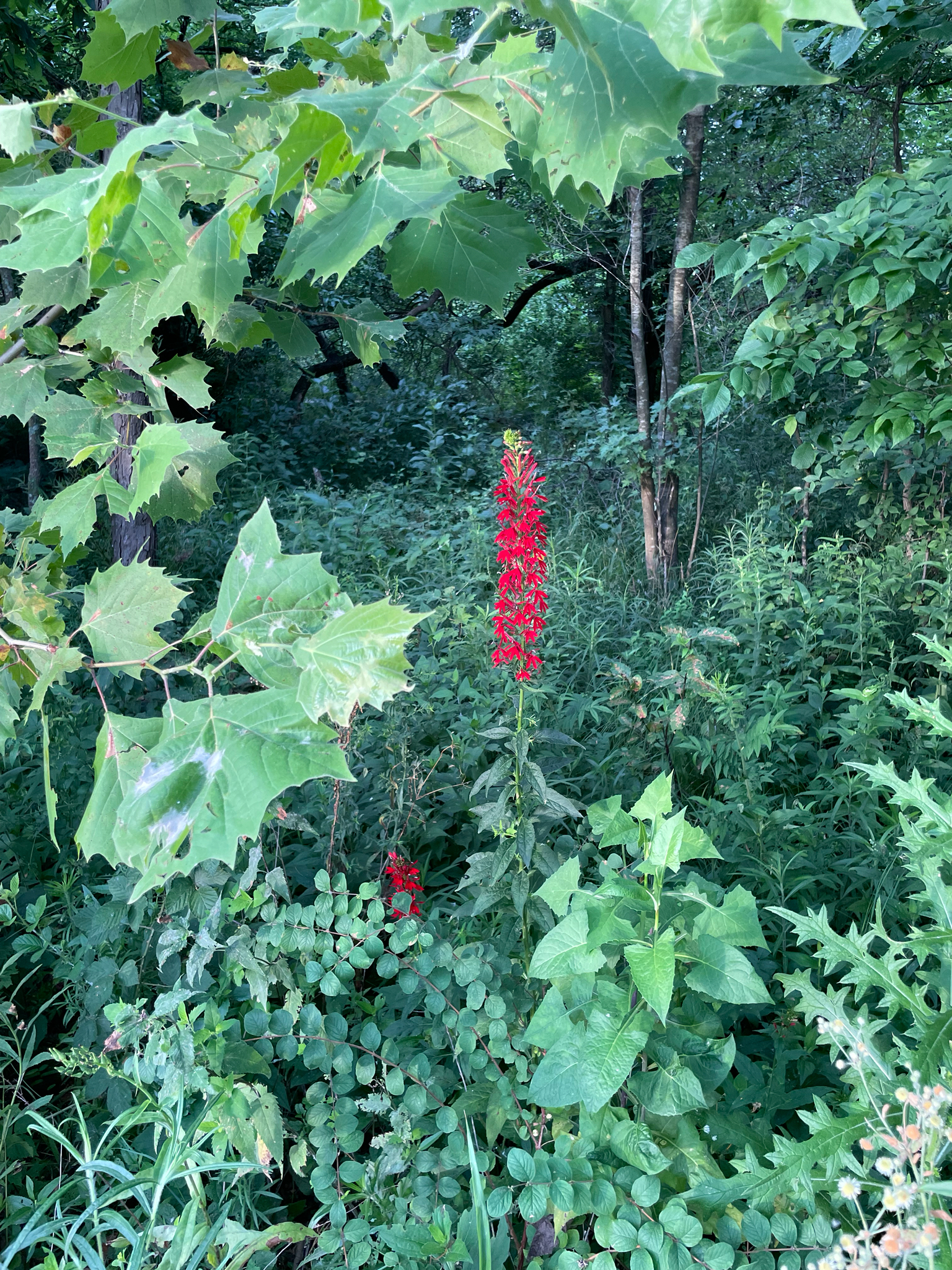 Lobelia cardinalis &mdash; cardinal flower