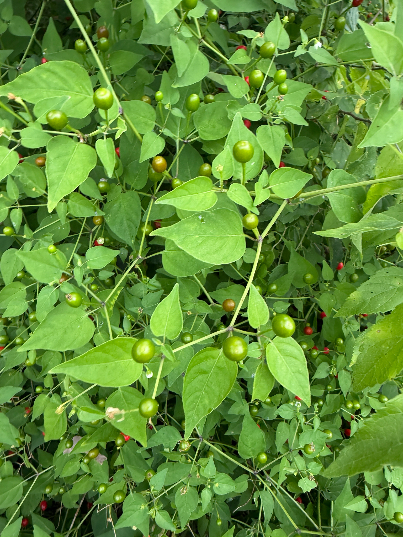 Capsicum annuum &mdash; chili pepper