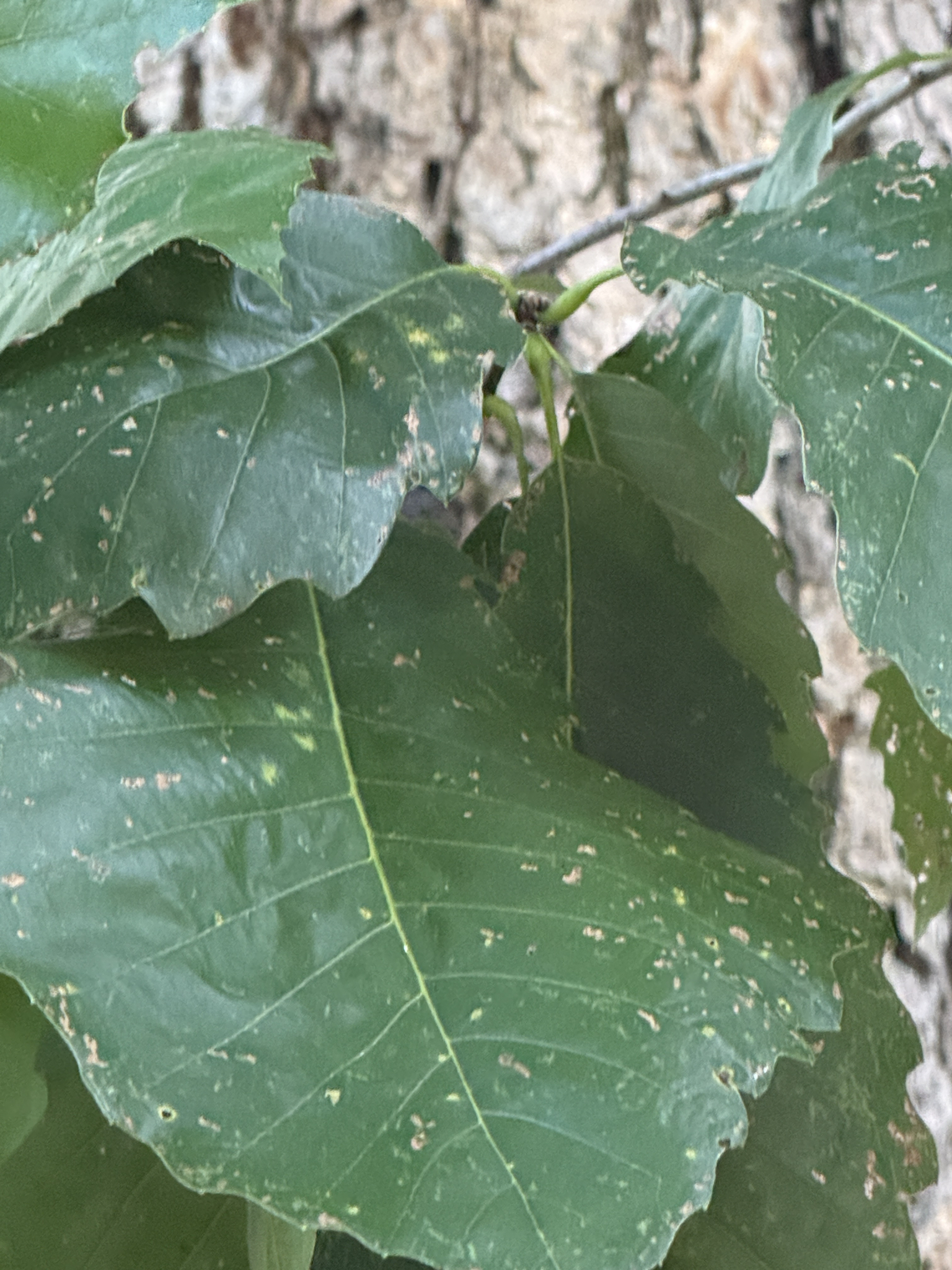Quercus muehlenbergii &mdash; chinkapin oak